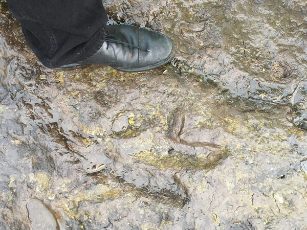 human dinosaur footprint